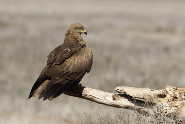 Siyah uçurtma. Milvus migrans