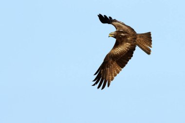 Siyah uçurtma. Milvus migrans