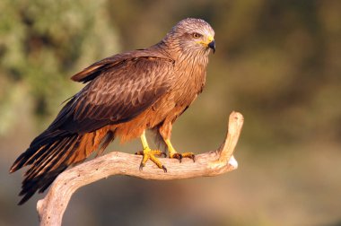 Siyah uçurtma. Milvus migrans