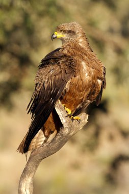 Siyah uçurtma. Milvus migrans
