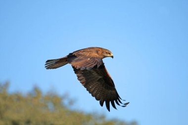 Siyah uçurtma. Milvus migrans