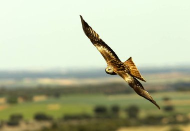 Red Kite. Milvus milvus
