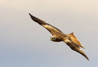 Red Kite. Milvus milvus