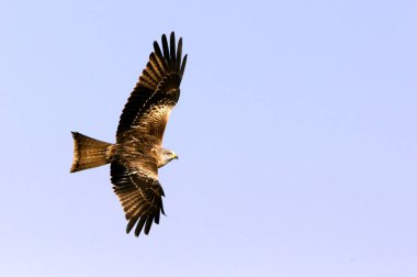 Red Kite. Milvus milvus