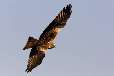 Red Kite. Milvus milvus