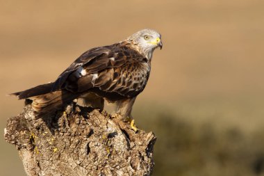 Red Kite. Milvus milvus