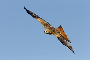 Red Kite. Milvus milvus