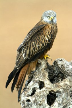 Red Kite. Milvus milvus