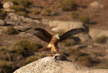 Red Kite. Milvus milvus