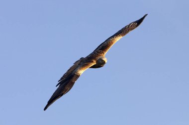 Red Kite. Milvus milvus