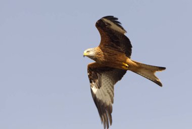 Red Kite. Milvus milvus