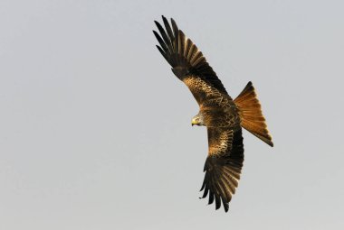 Red Kite. Milvus milvus