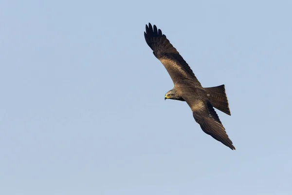 Papagaio Preto Milvus Migrans — Fotografia de Stock