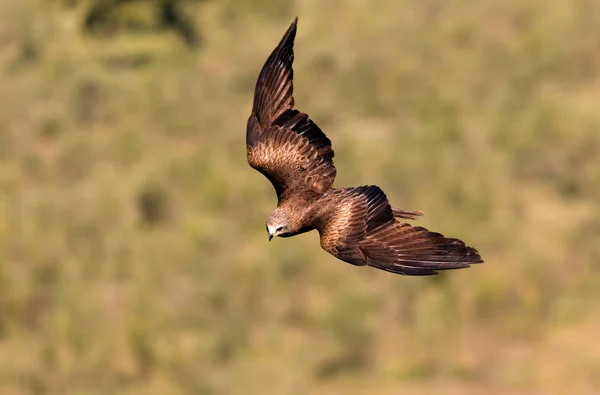 Papagaio Preto Milvus Migrans — Fotografia de Stock