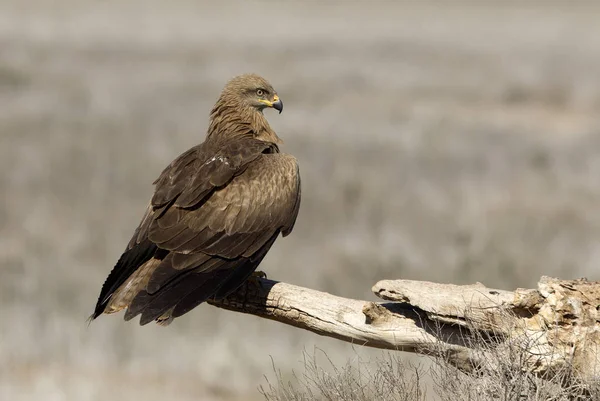 Černý Drak Milvus Migrans — Stock fotografie