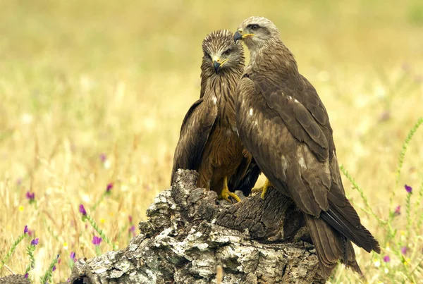 Cometa Negra Milvus Migrans — Foto de Stock