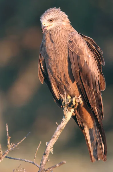 Zwarte Wouw Milvus Migrans — Stockfoto