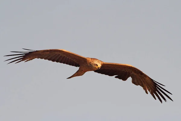 Fekete Sárkány Milvus Migrans — Stock Fotó