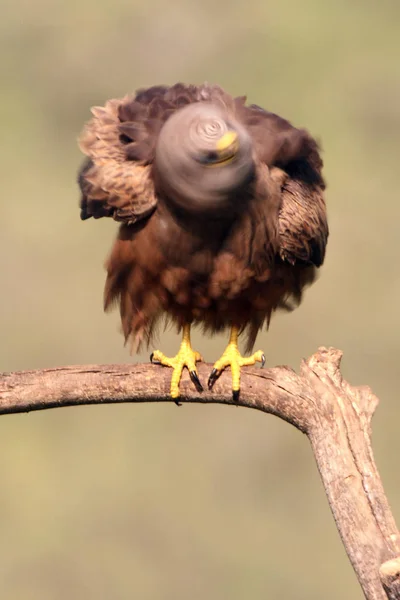 Cometa Negra Milvus Migrans — Foto de Stock