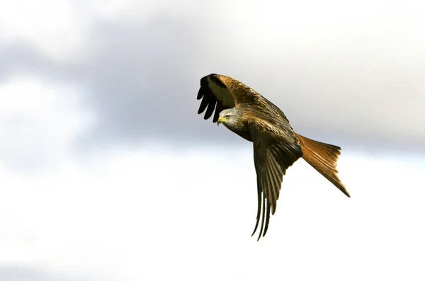 Kite Vermelho Milvus Milvus — Fotografia de Stock