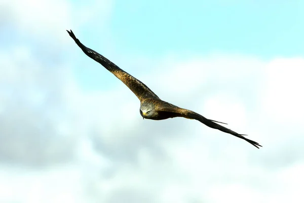 Red Kite Milvus Milvus — ストック写真