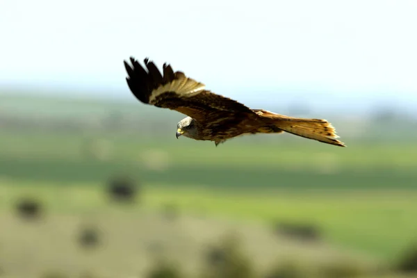 Cerf Volant Rouge Milvus Milvus — Photo