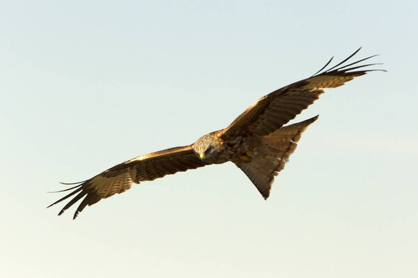 Red Kite. Milvus milvus