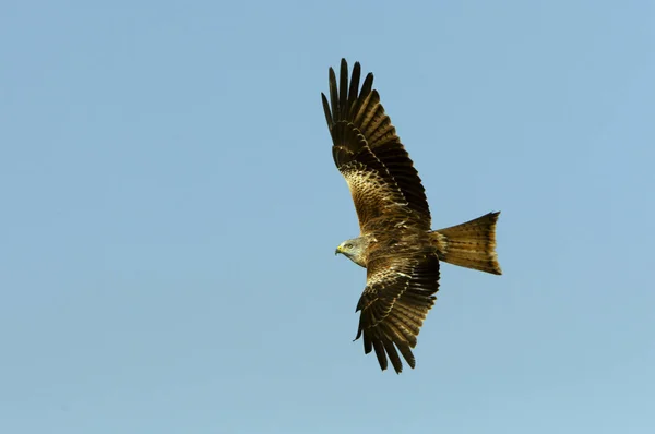 Красный Змей Milvus Milvus — стоковое фото