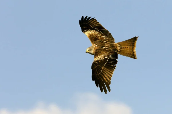 Kite Vermelho Milvus Milvus — Fotografia de Stock