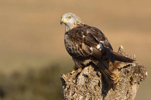 Rotmilan Milvus Milvus — Stockfoto