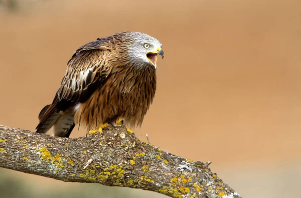 Kite Rojo Milvus Milvus —  Fotos de Stock