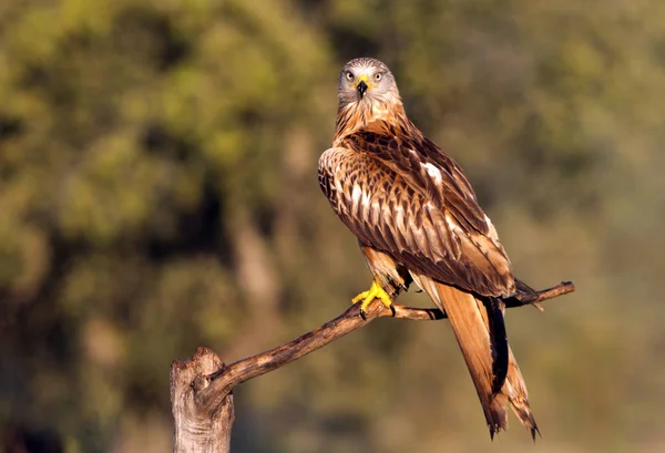 Rotmilan Milvus Milvus — Stockfoto