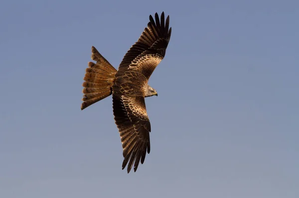 Red Drak Milvus Milvus — Stock fotografie