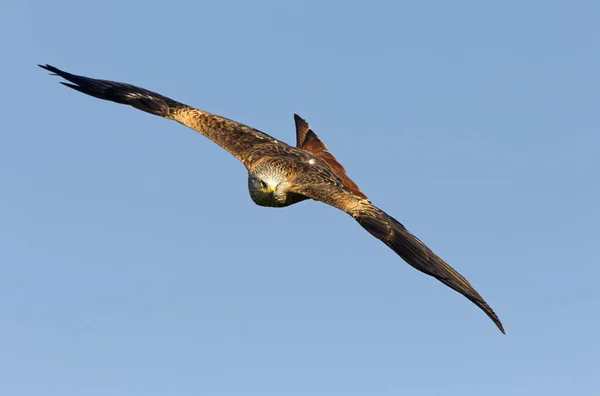 Kite Vermelho Milvus Milvus — Fotografia de Stock