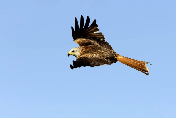 Kite Vermelho Milvus Milvus — Fotografia de Stock