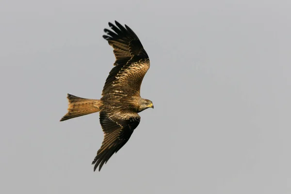 Kite Vermelho Milvus Milvus — Fotografia de Stock