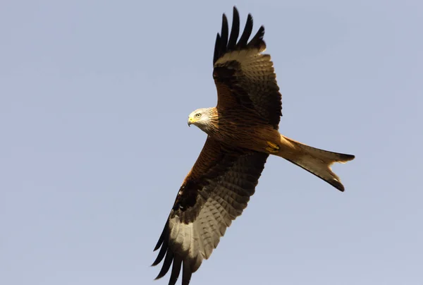 Kite Rojo Milvus Milvus — Foto de Stock