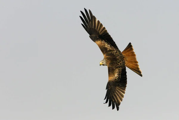 Red Drak Milvus Milvus — Stock fotografie