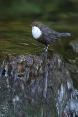 Cinclus cinclus. Kepçe. Su kuşu.