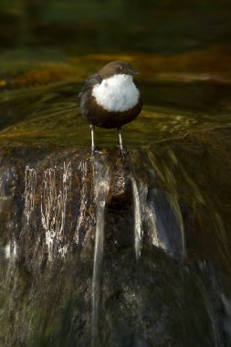 Cinclus cinclus. Kepçe. Su kuşu.