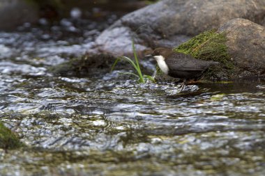 Cinclus cinclus. Kepçe. Su kuşu.