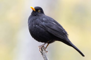 Ortak kara kuş. Turdus merula