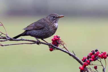 Ortak kara kuş. Turdus merula