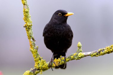 Ortak kara kuş. Turdus merula