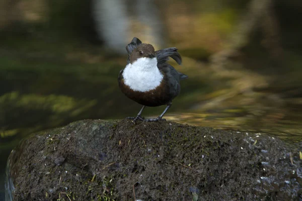 Cinclus cinclus. dipper. Water bird.