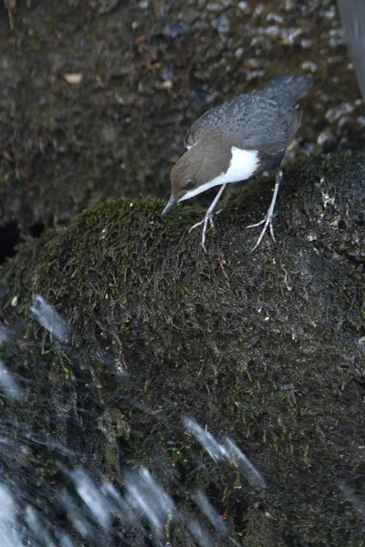 Cinclus Cinclus Une Trempette Oiseau Aquatique — Photo