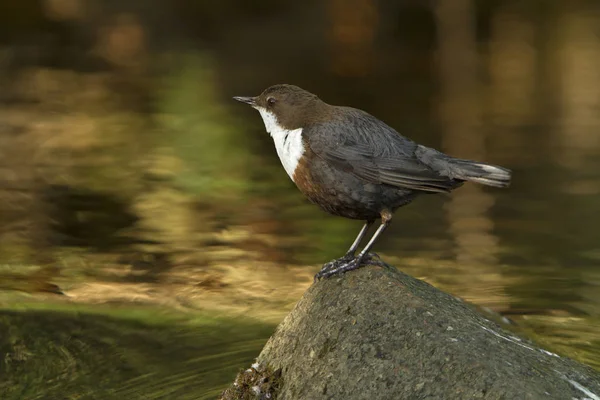 Cinclus cinclus. dipper. Water bird.