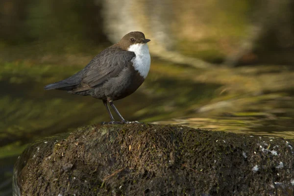 Cinclus cinclus. dipper. Water bird.