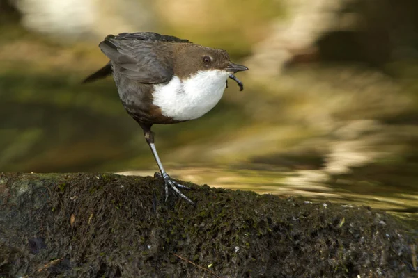 Cinclus cinclus. dipper. Water bird.