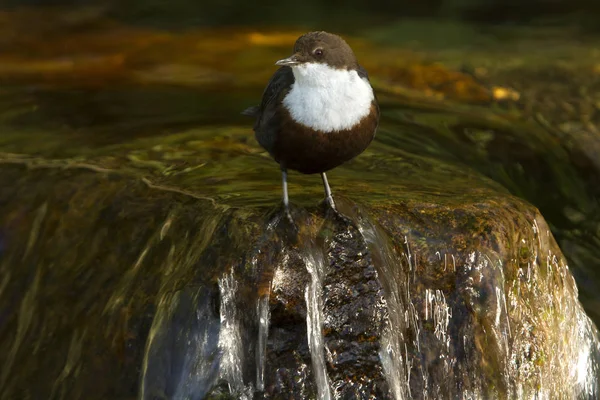 Cinclus cinclus. dipper. Water bird.